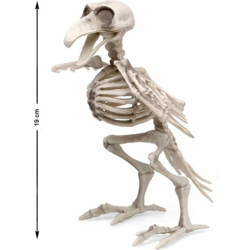 Esqueleto 19x12 centímetros